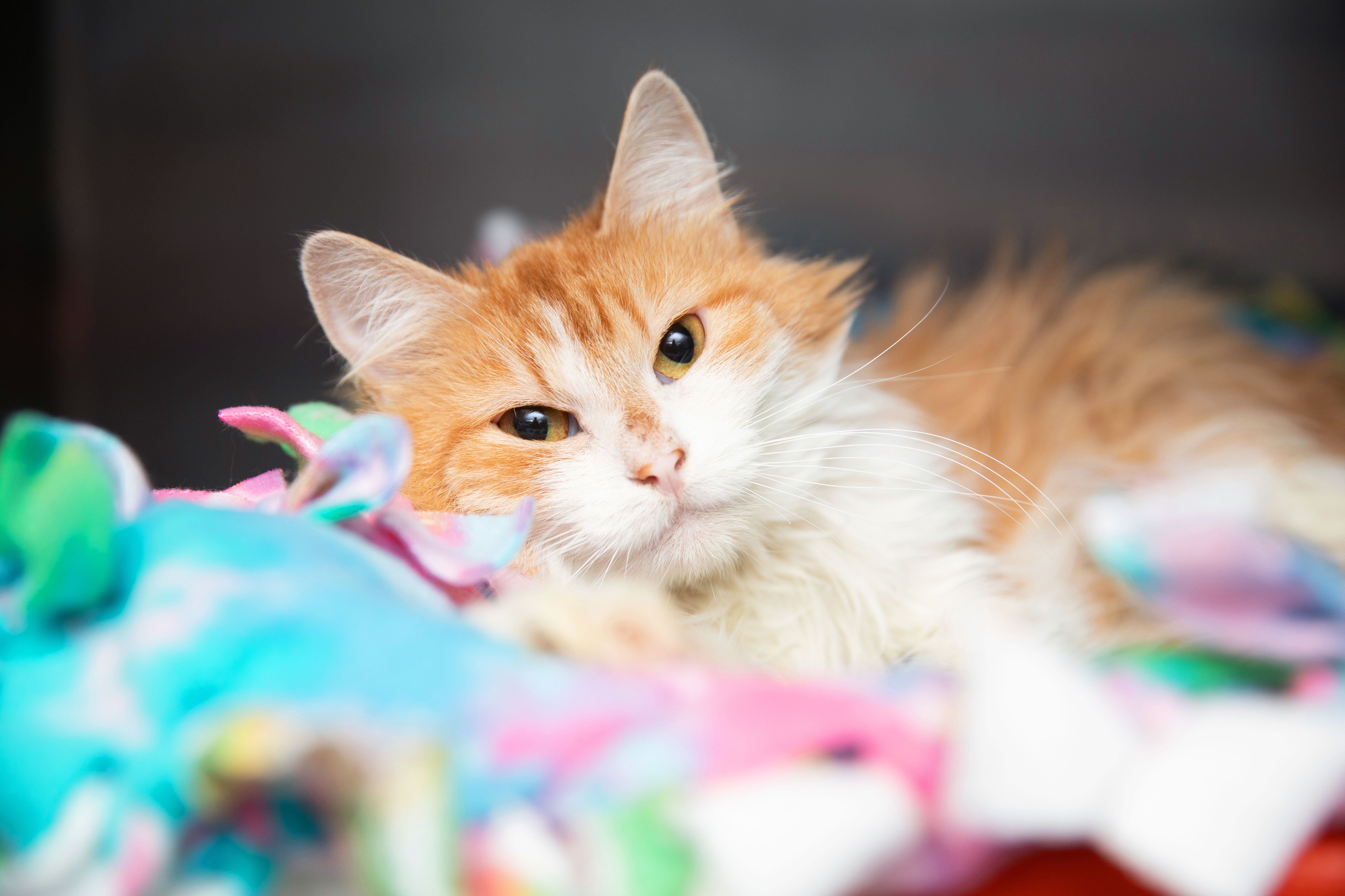 Orange and white cat lying on some multi-colored blankets