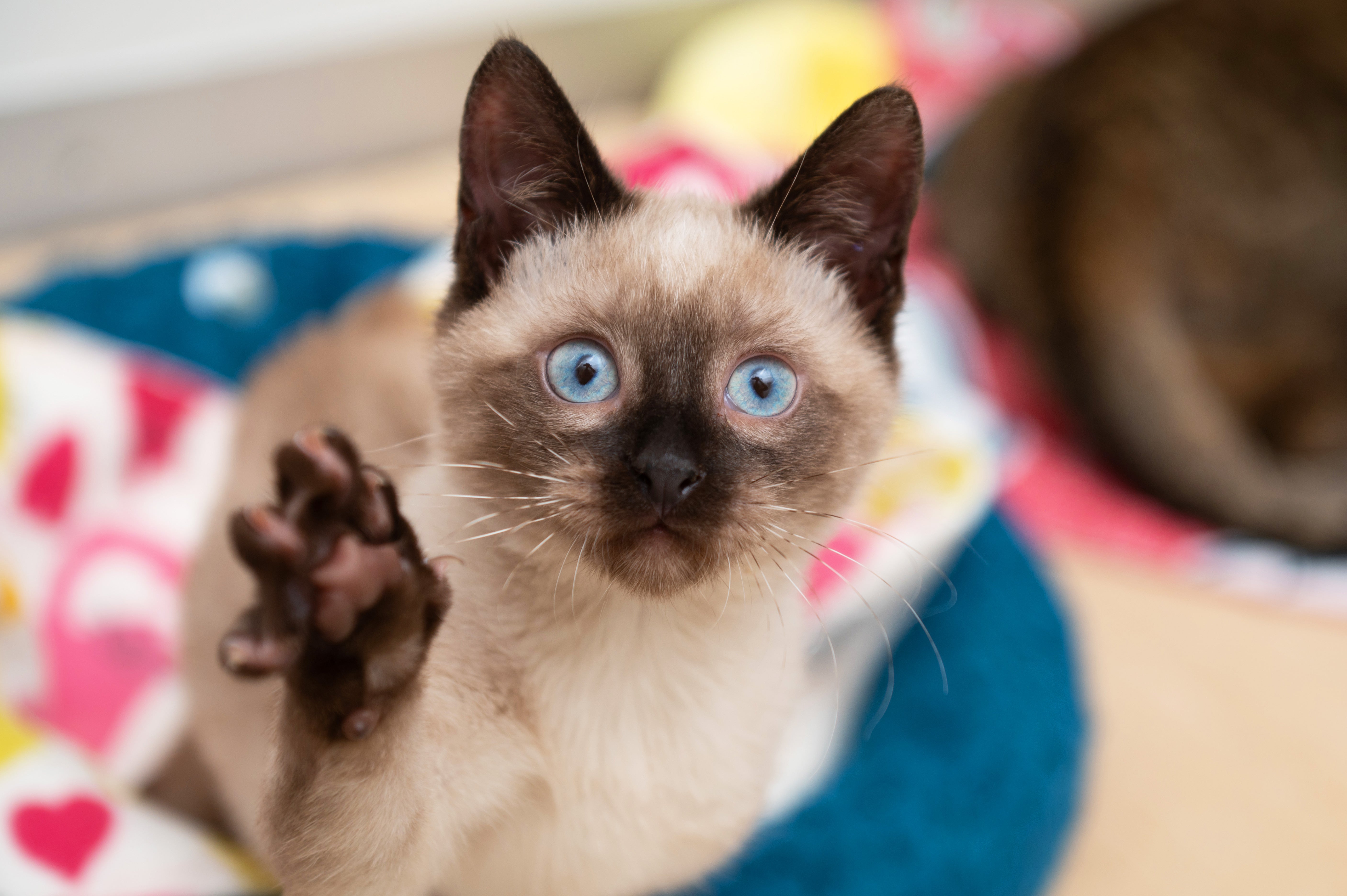 Siamese kitten with paw raised