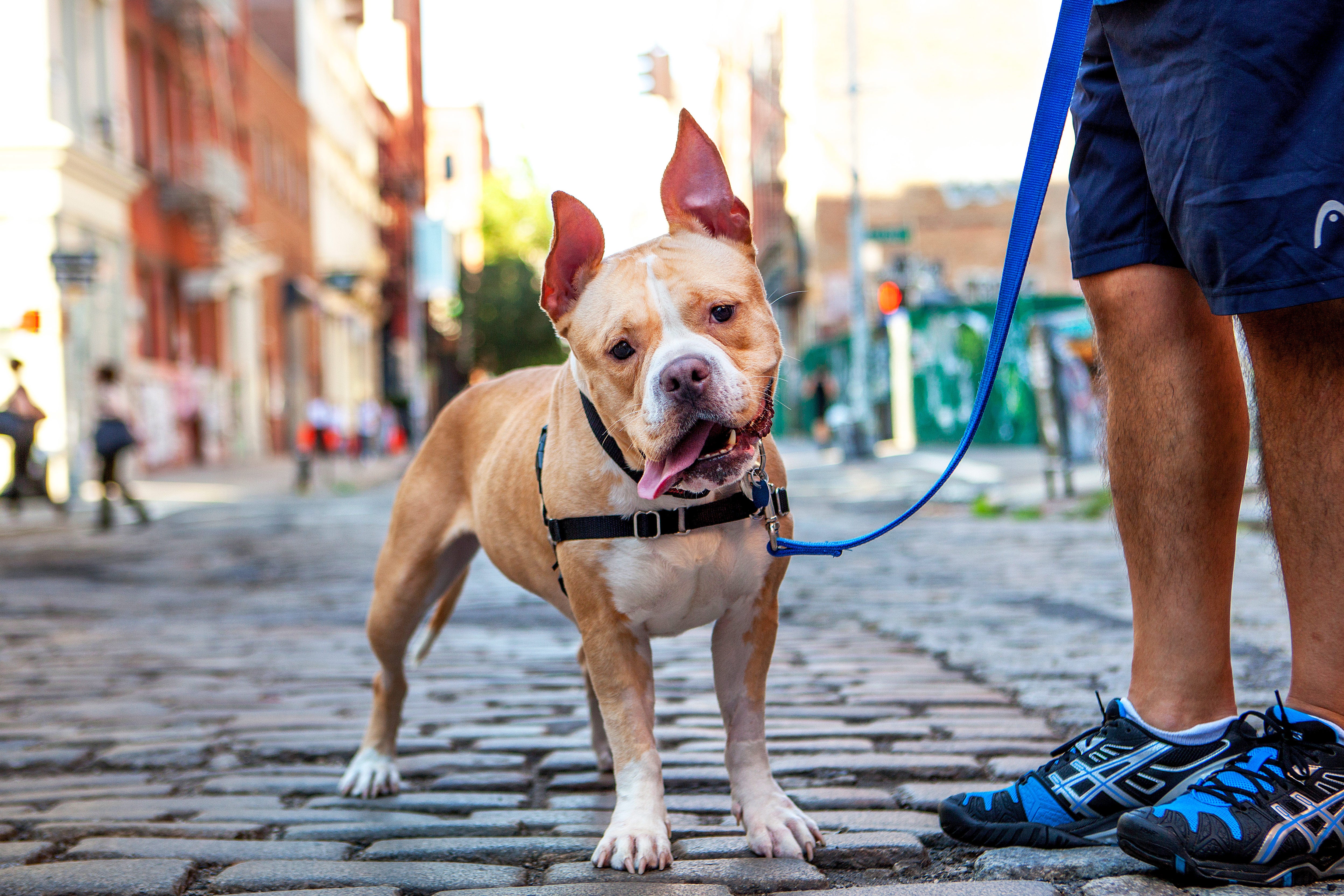 Happy pit bull type dog with upright ears and tongue out on a leashed walk outside on a brick street