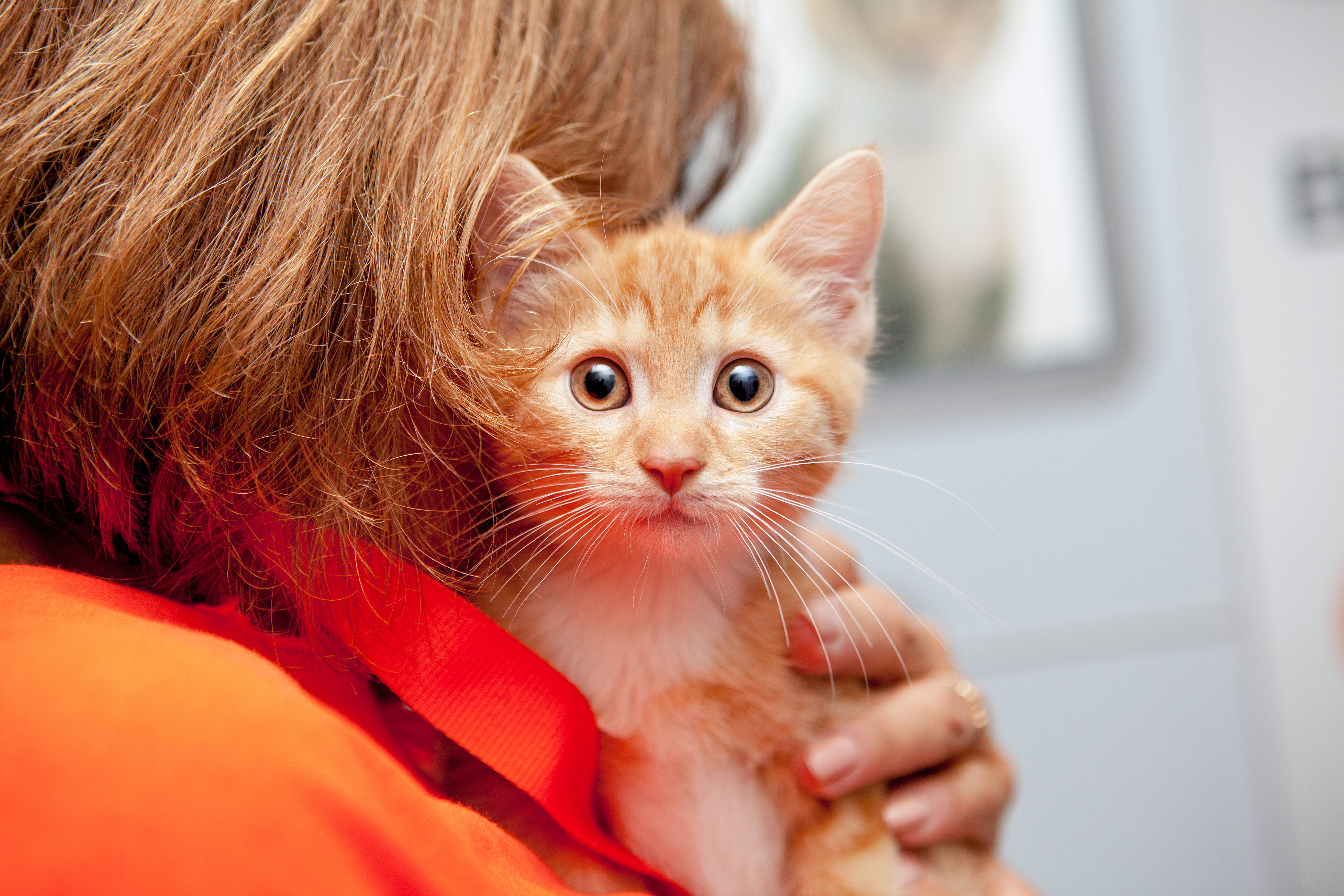 Person cradling an orange tabby kitten
