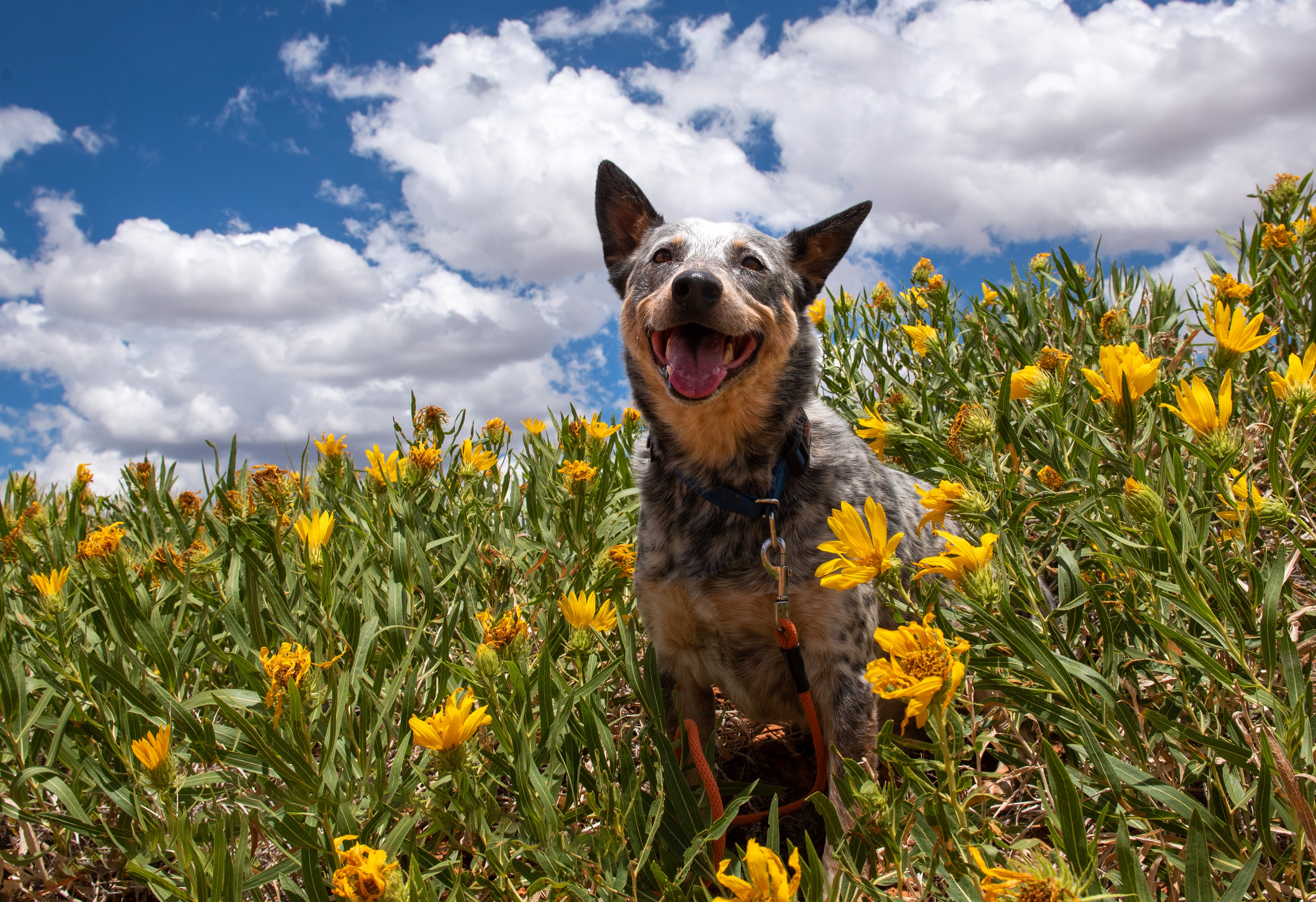Happy dog in a field of bright yellow flowers in front of a blue sky