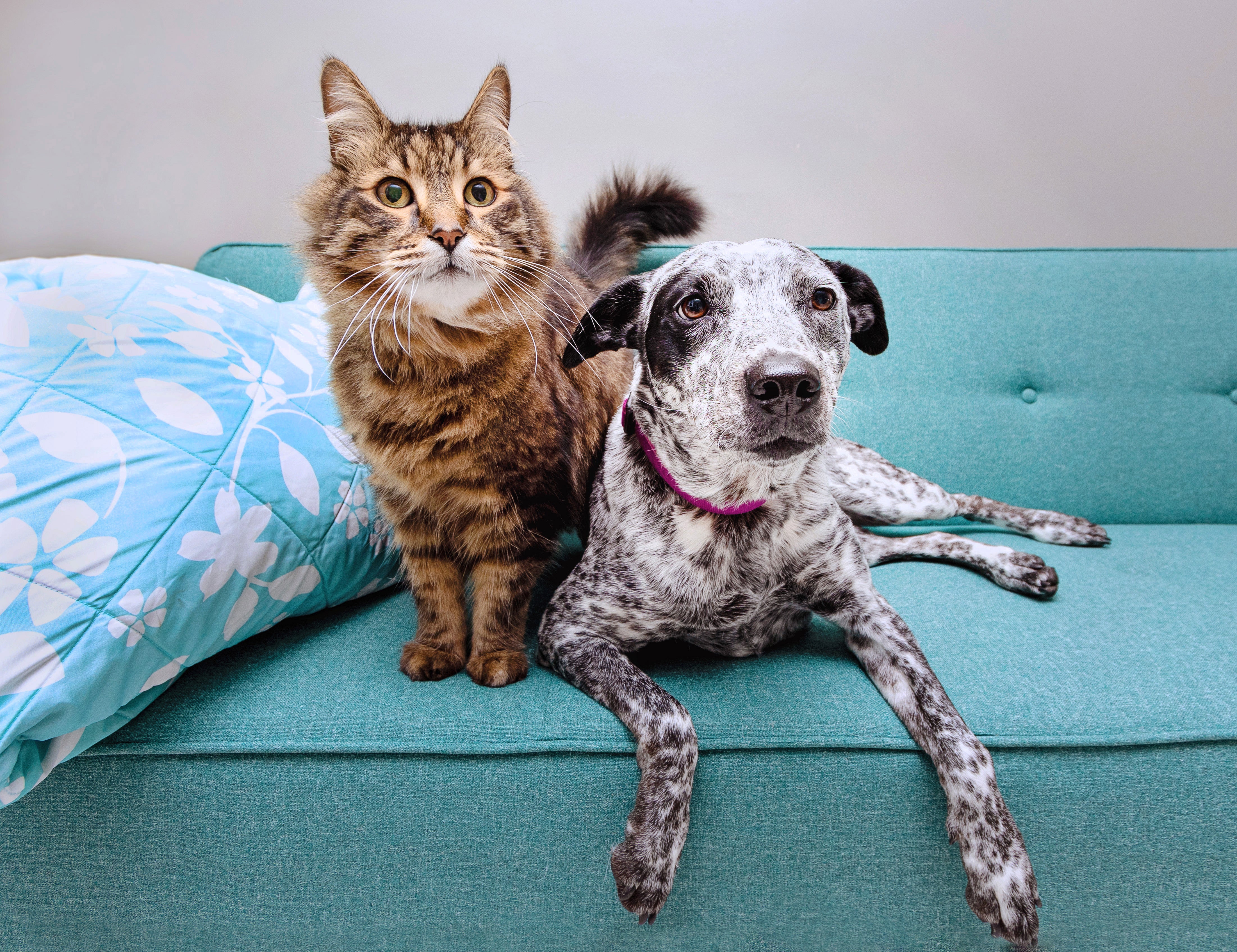 Dog and cat sitting together on a blue couch
