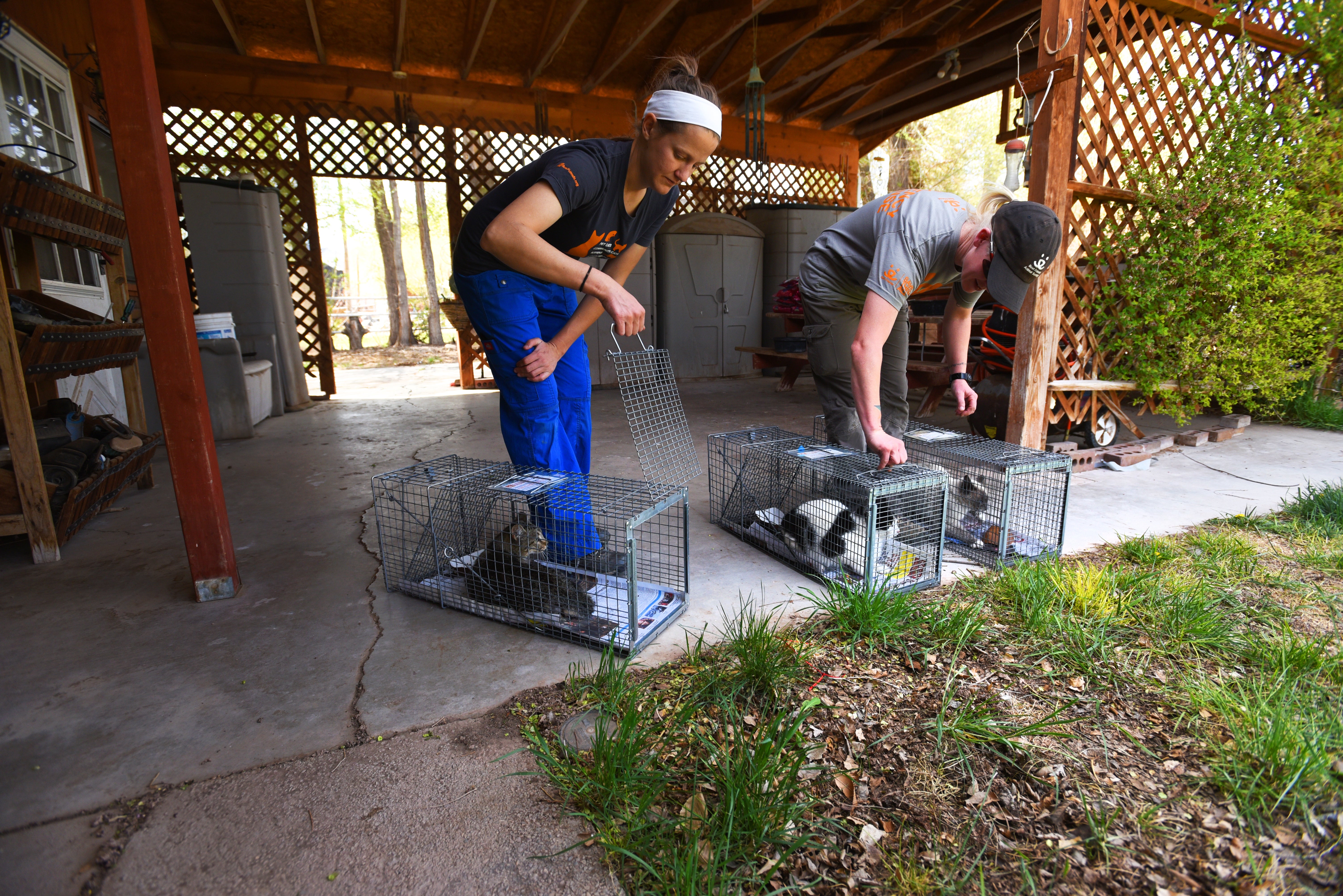 Community cat caregivers releasing cats as part of trap-neuter-return