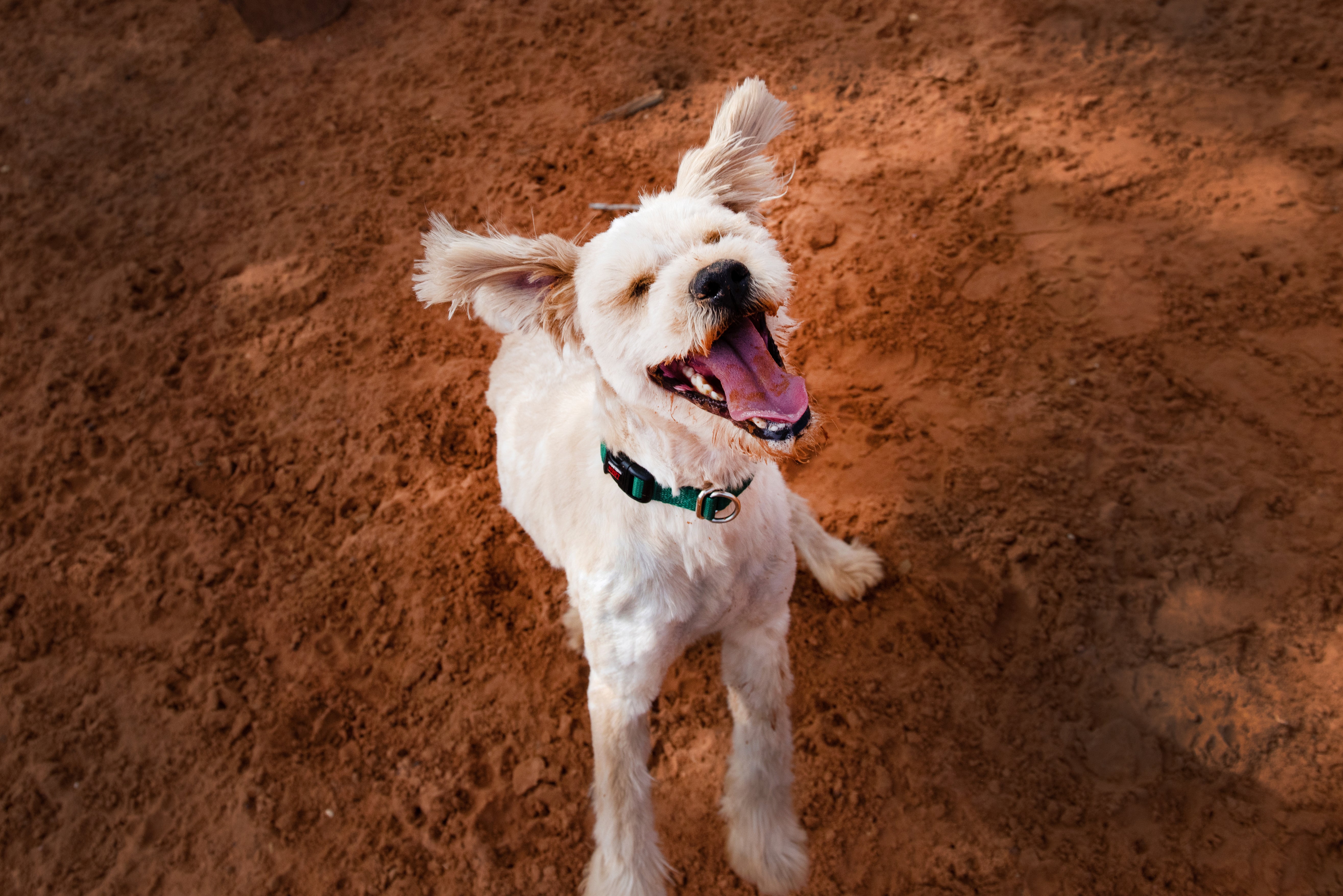 Happy dog jumping in red sand