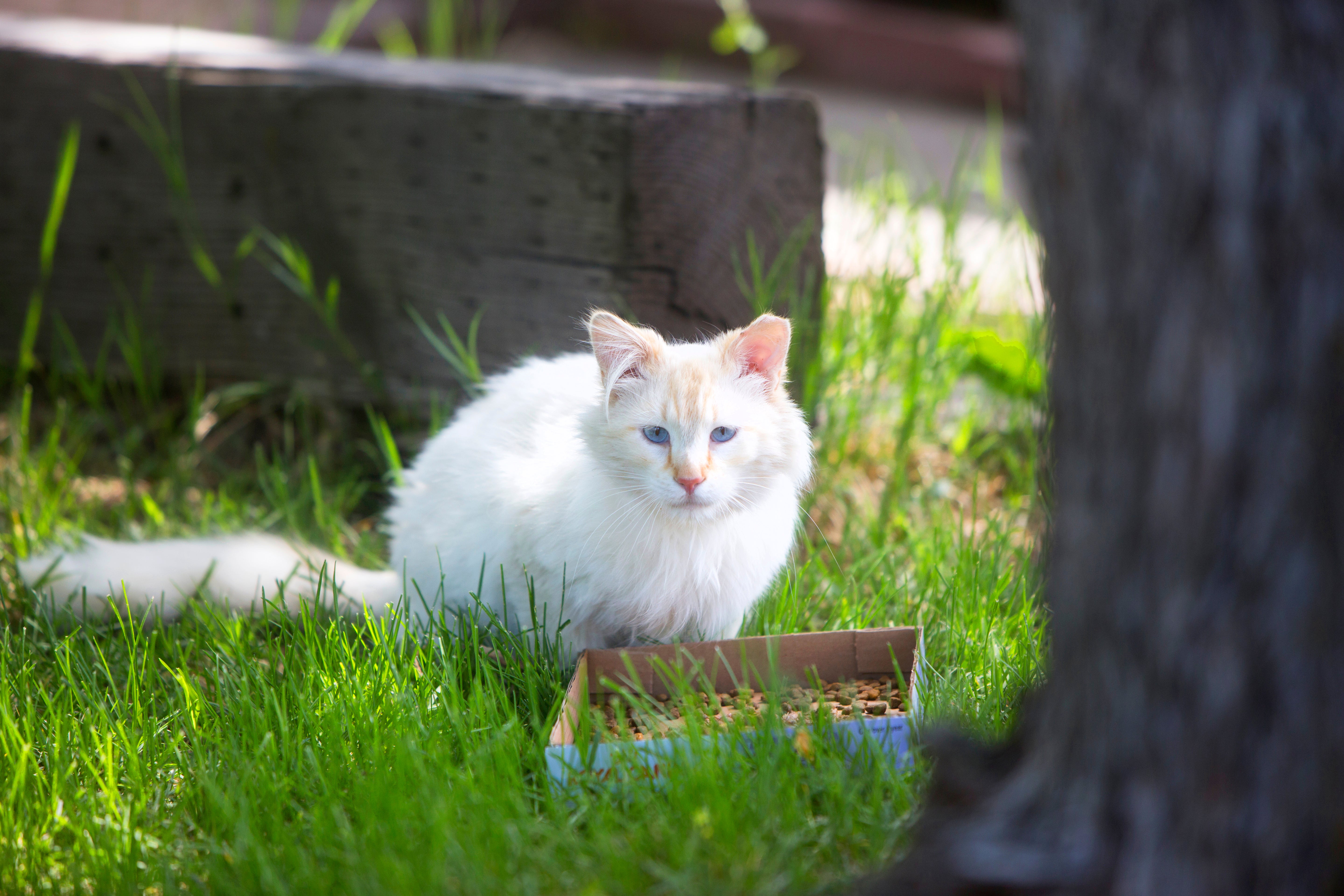 Kitten outside in the grass