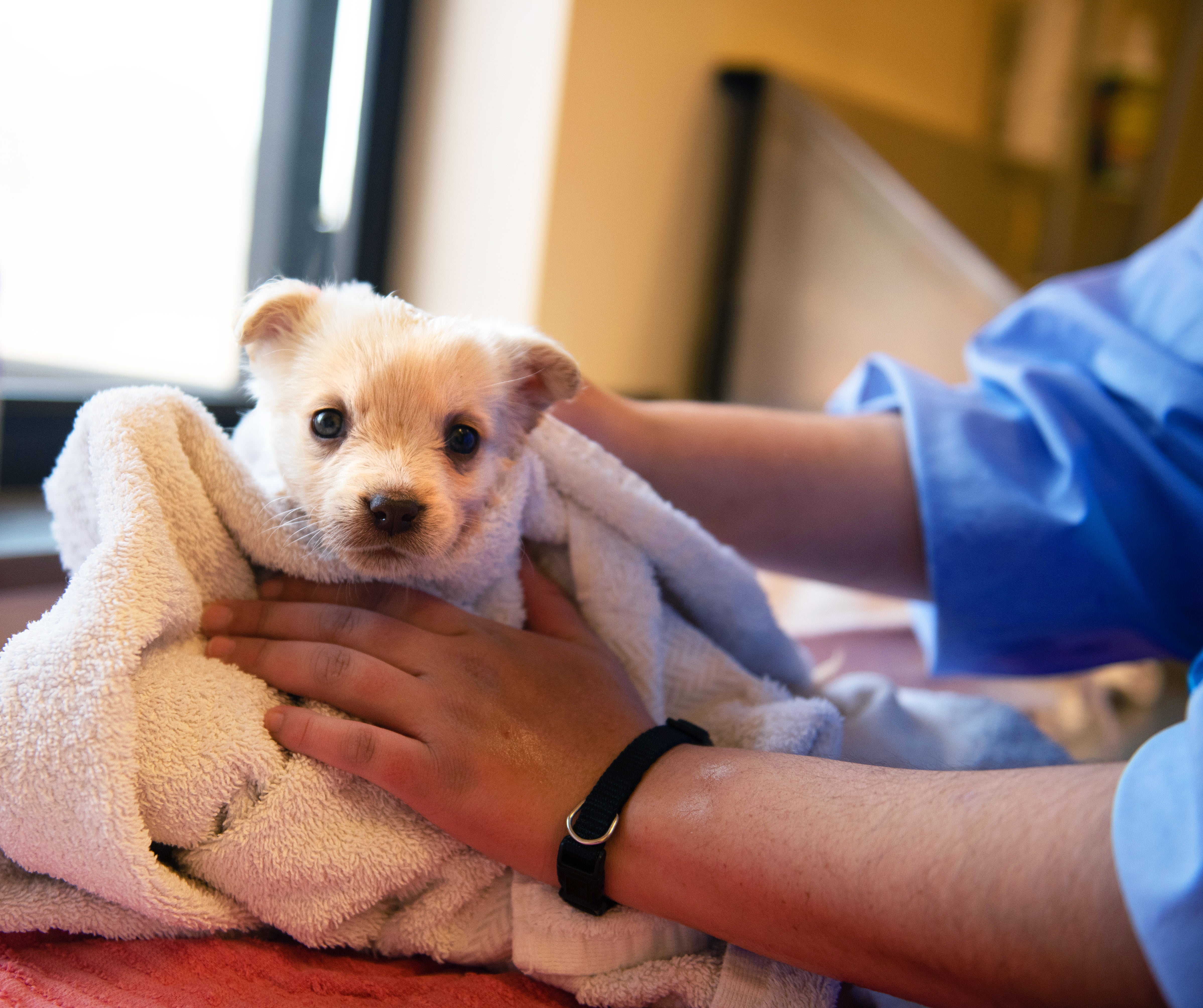Tiny puppy relaxing in a warm towel after a bath