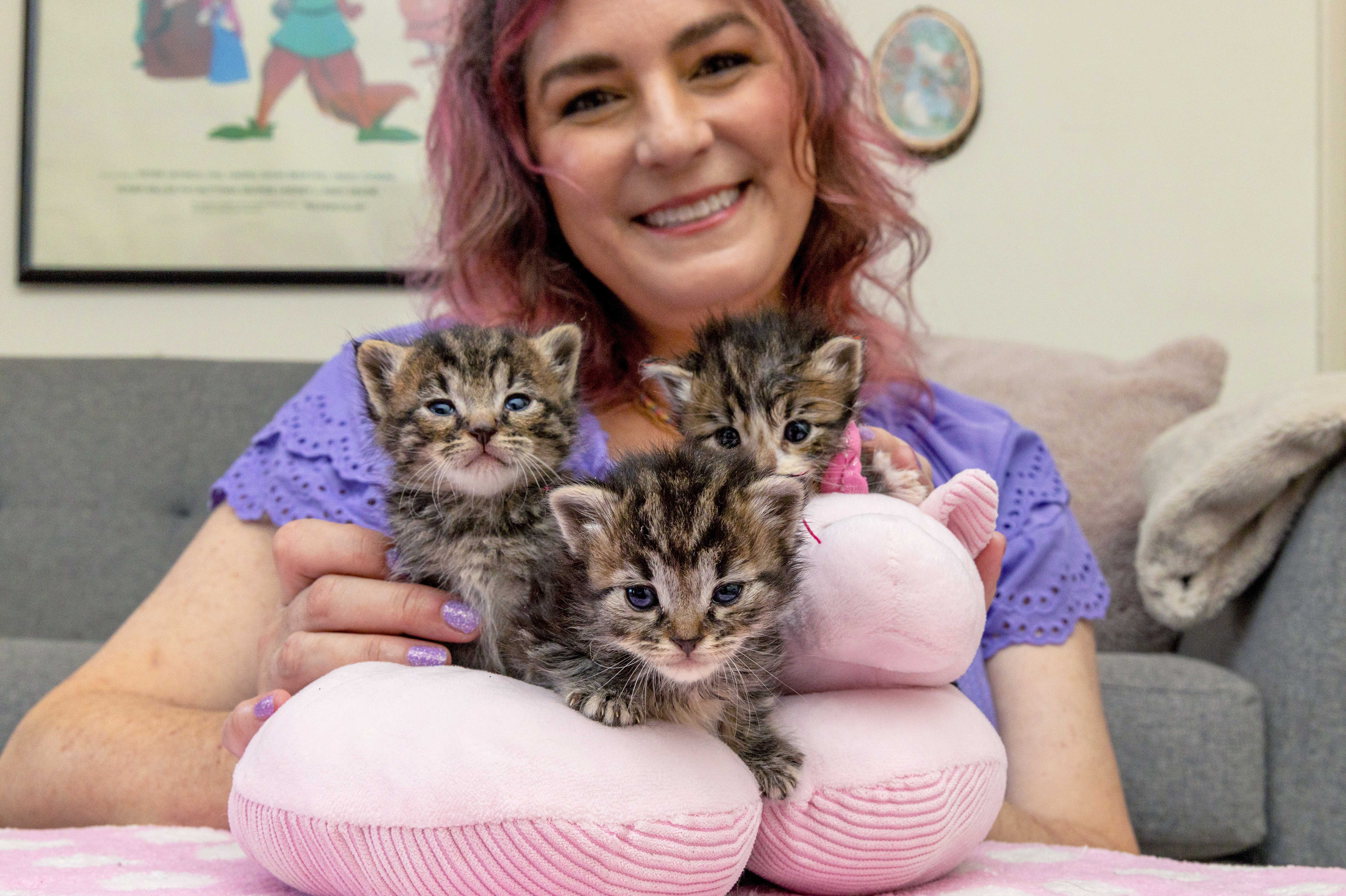 Three tabby kittens on a pink pillow in front of a smiling person
