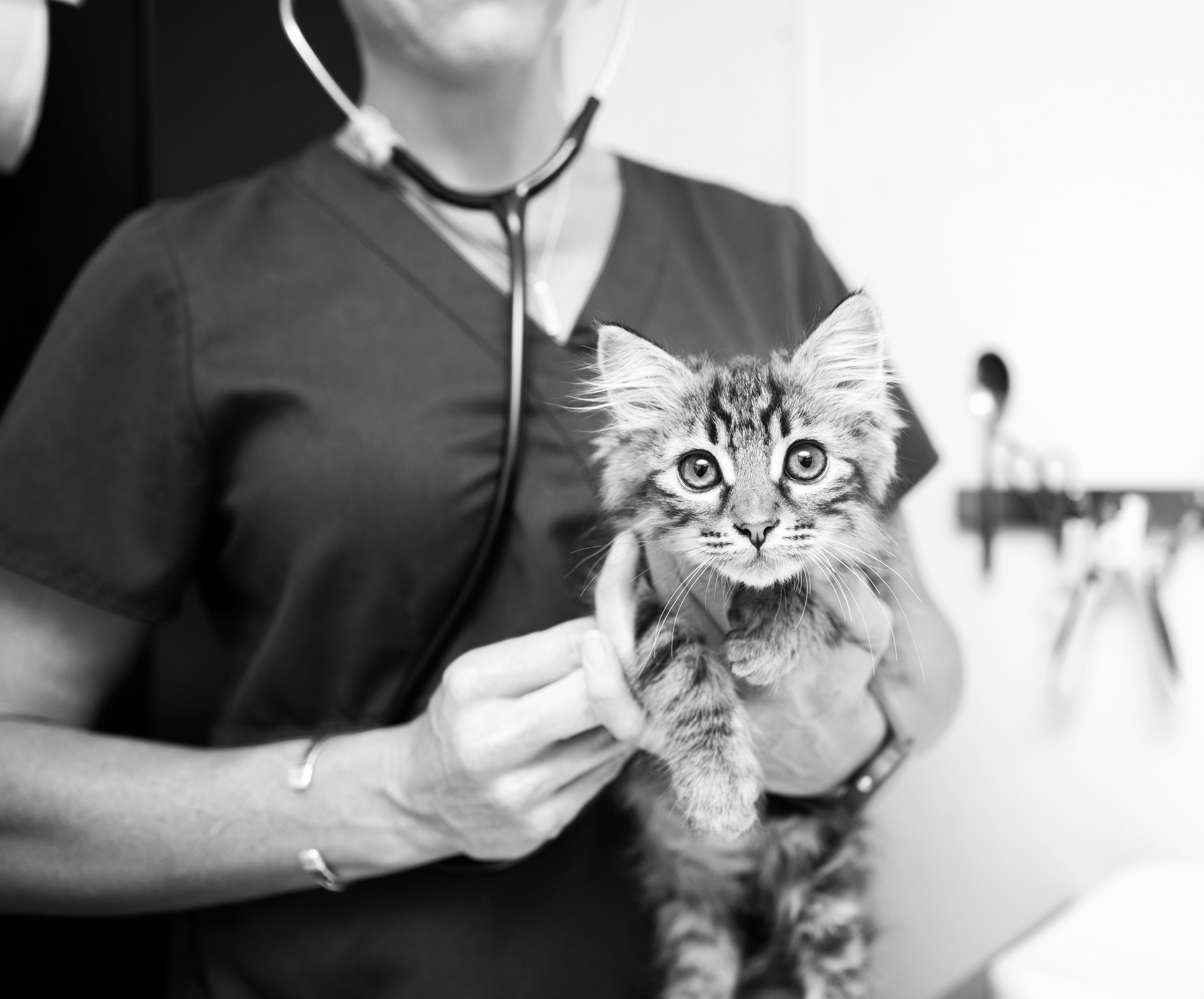 Veterinary staff holding a small kitten