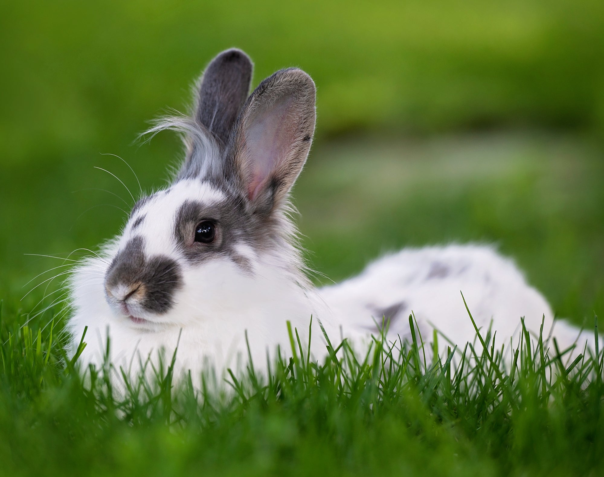 images of bunnies