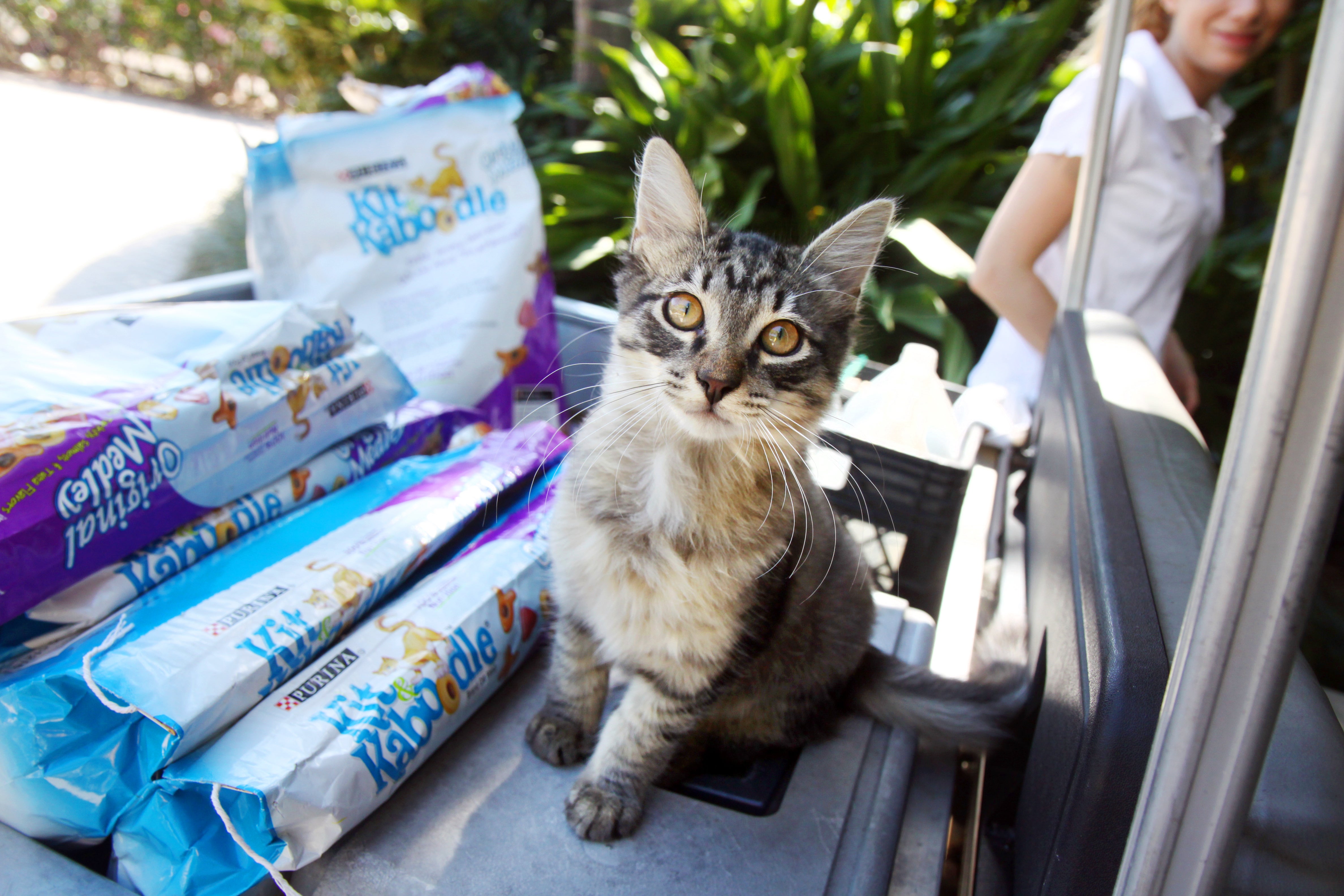 Kitten sitting next to bags of cat food