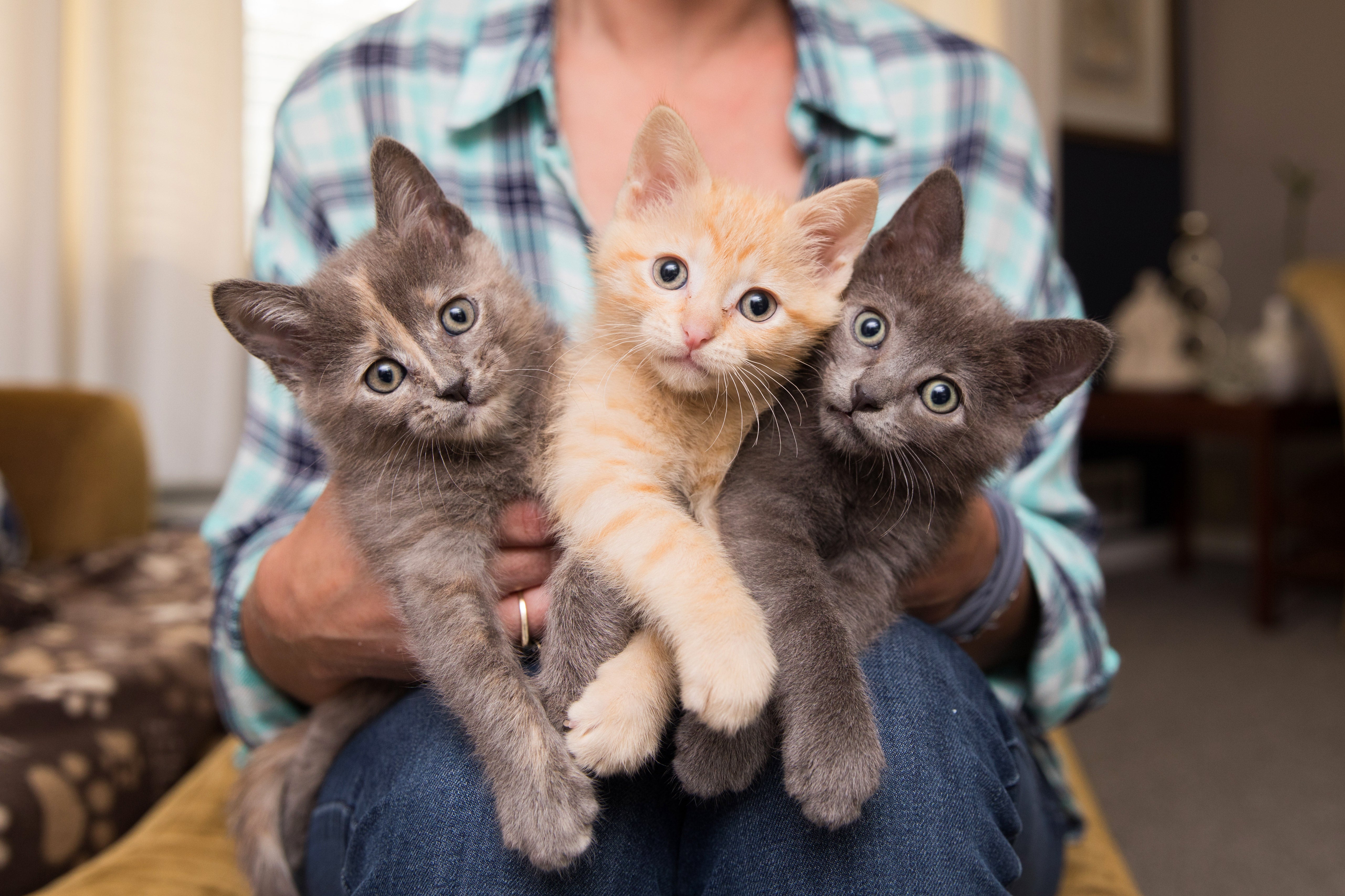Person holding a trio of kittens, a dilute calico, orange tabby and gray