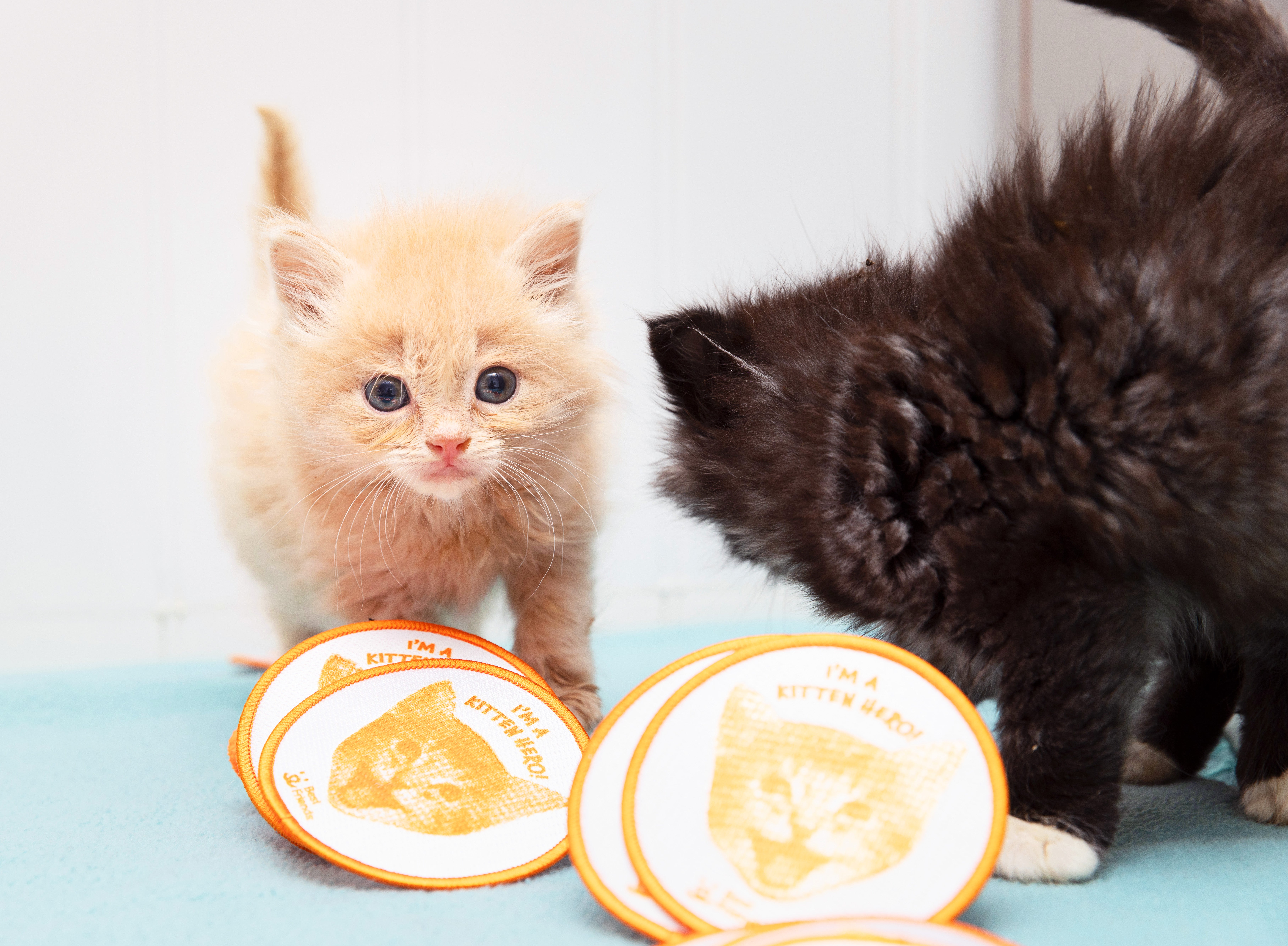 Two kittens next to the Best Friends Animal Society Scout Patch Program patch