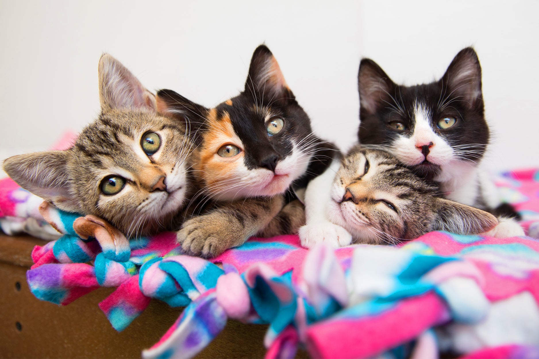 What Is It Like to Foster Kittens For the First Time?
