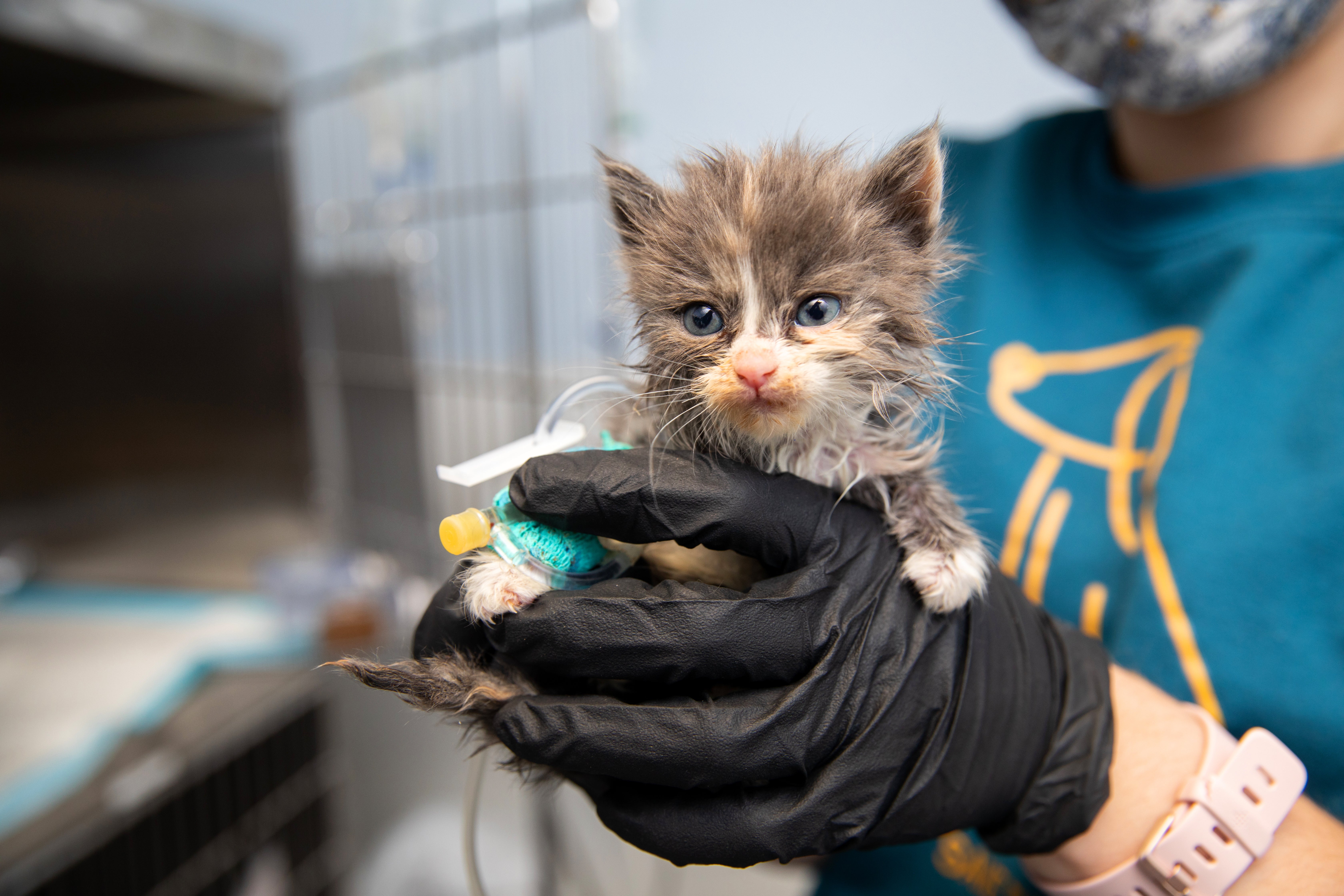 Tiny kitten being cared for by a person in a veterinary setting