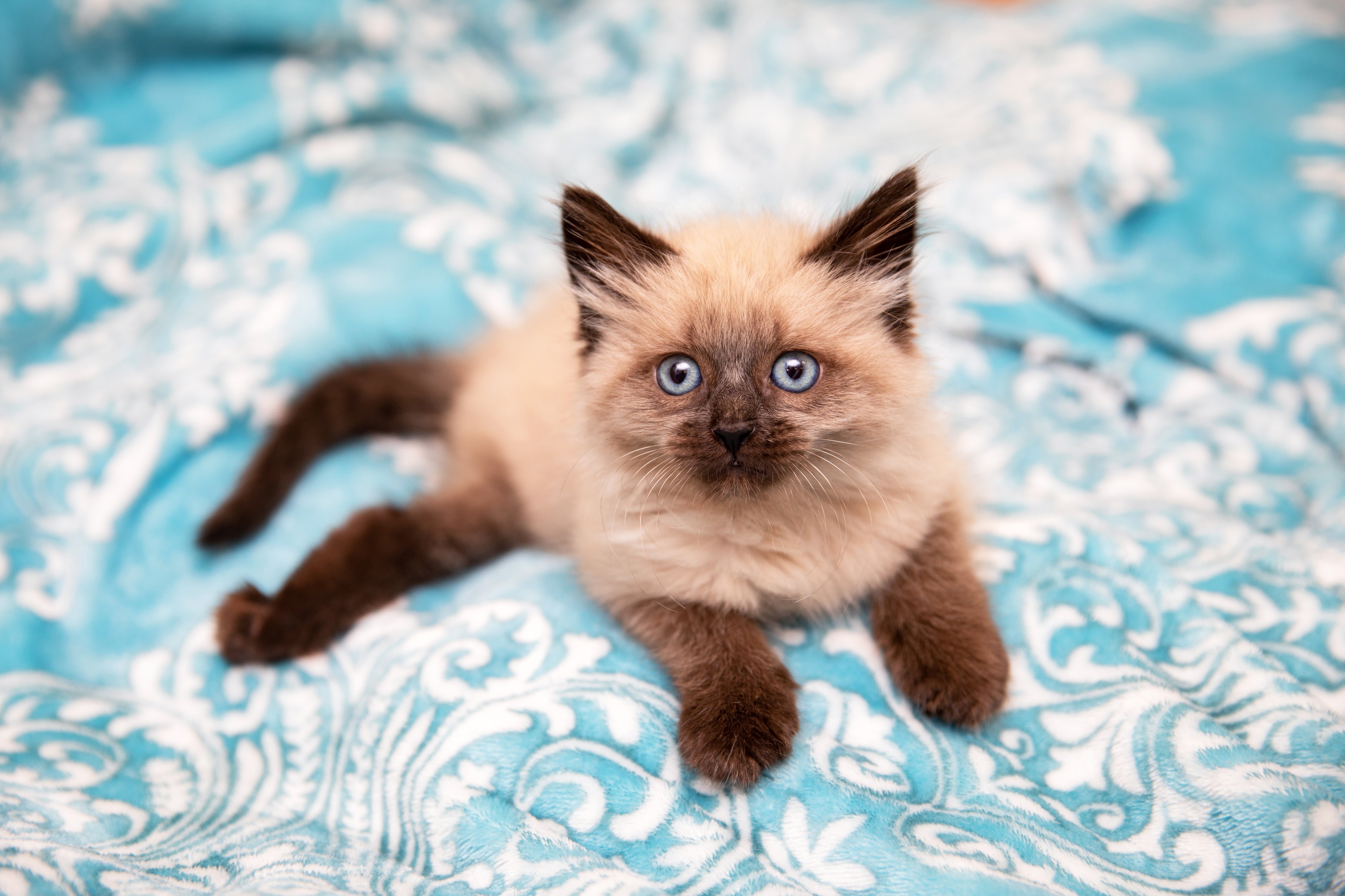 Tiny fuzzy kitten on a blue blanket