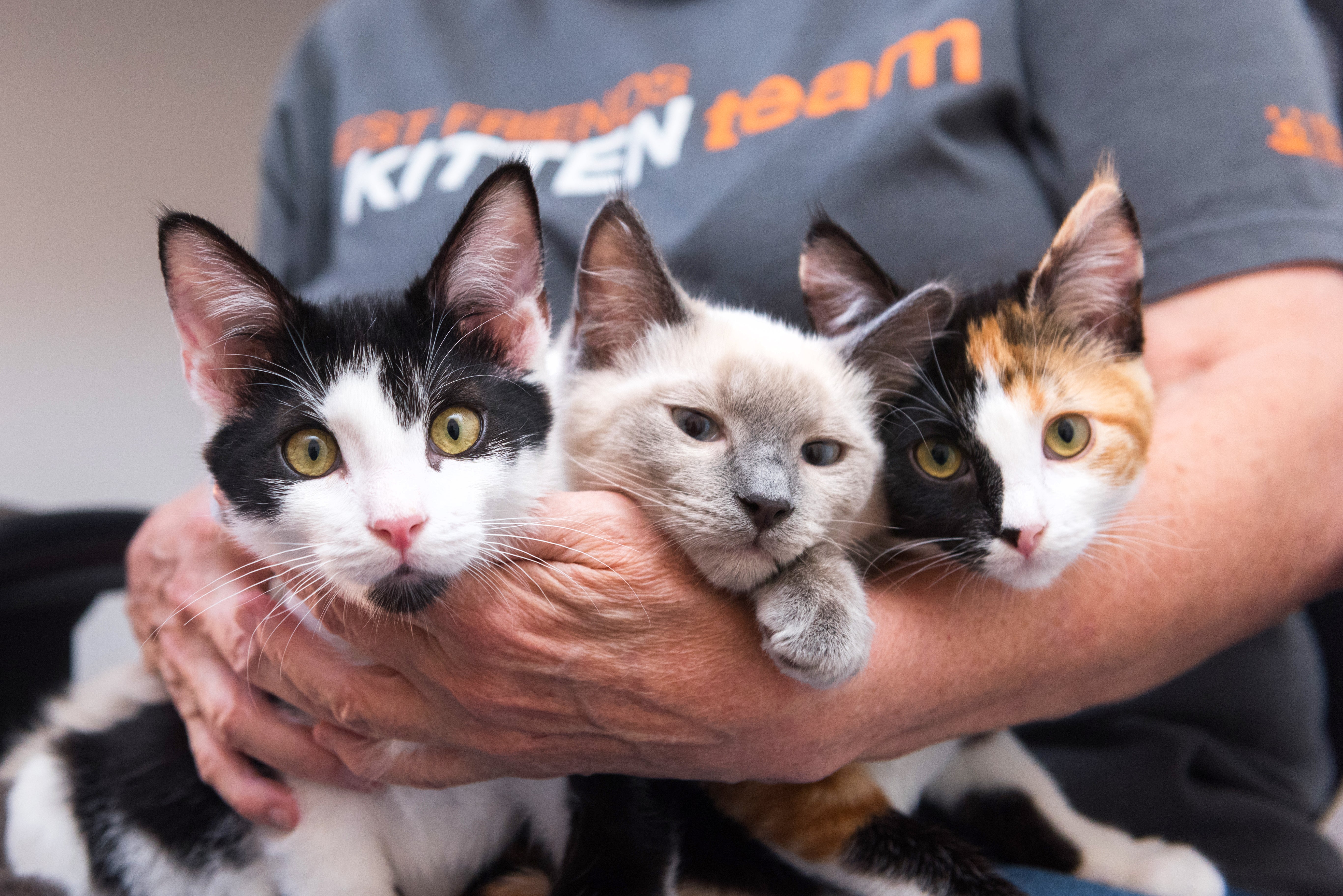 Person holding three kittens in their arms