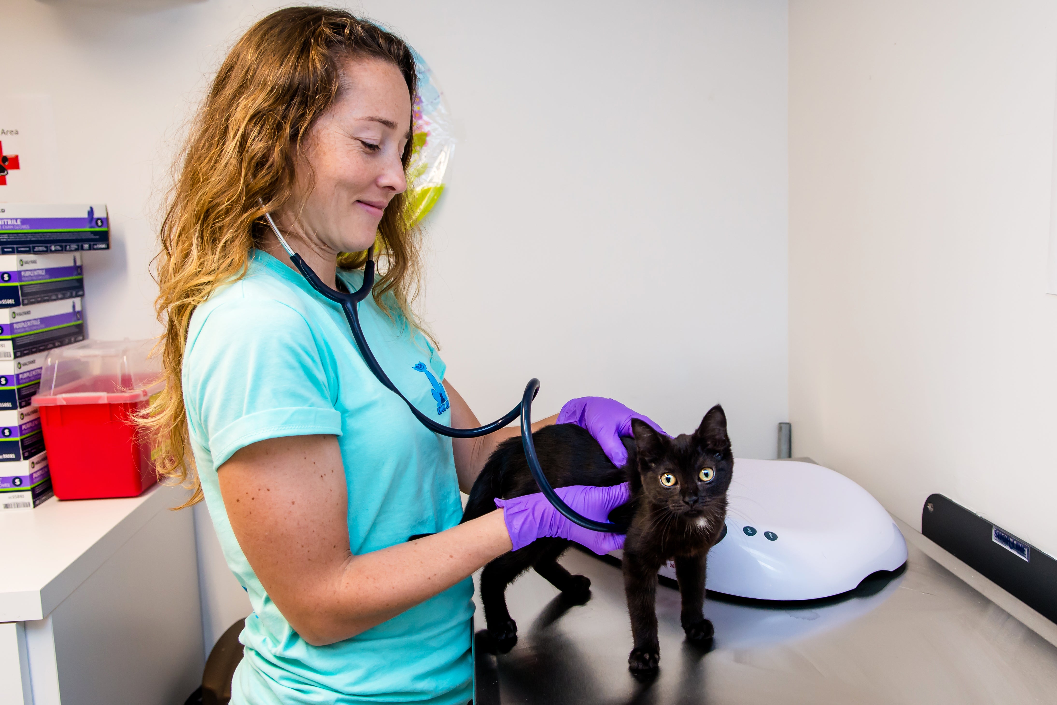 Veterinarian giving a small kitten an exam
