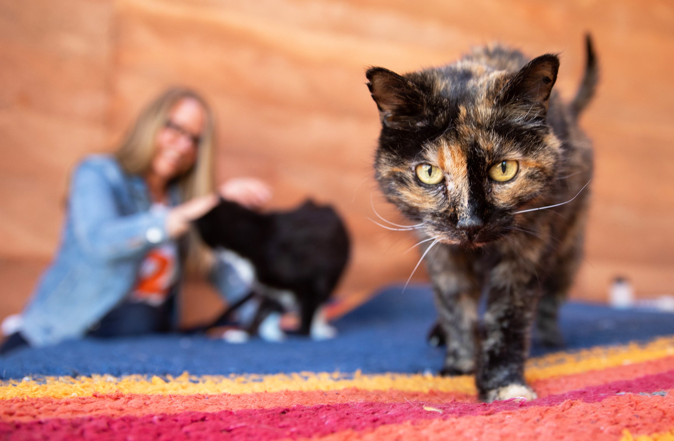 Tortoiseshell cat in foreground with Best Friends CEO petting another cat in the background