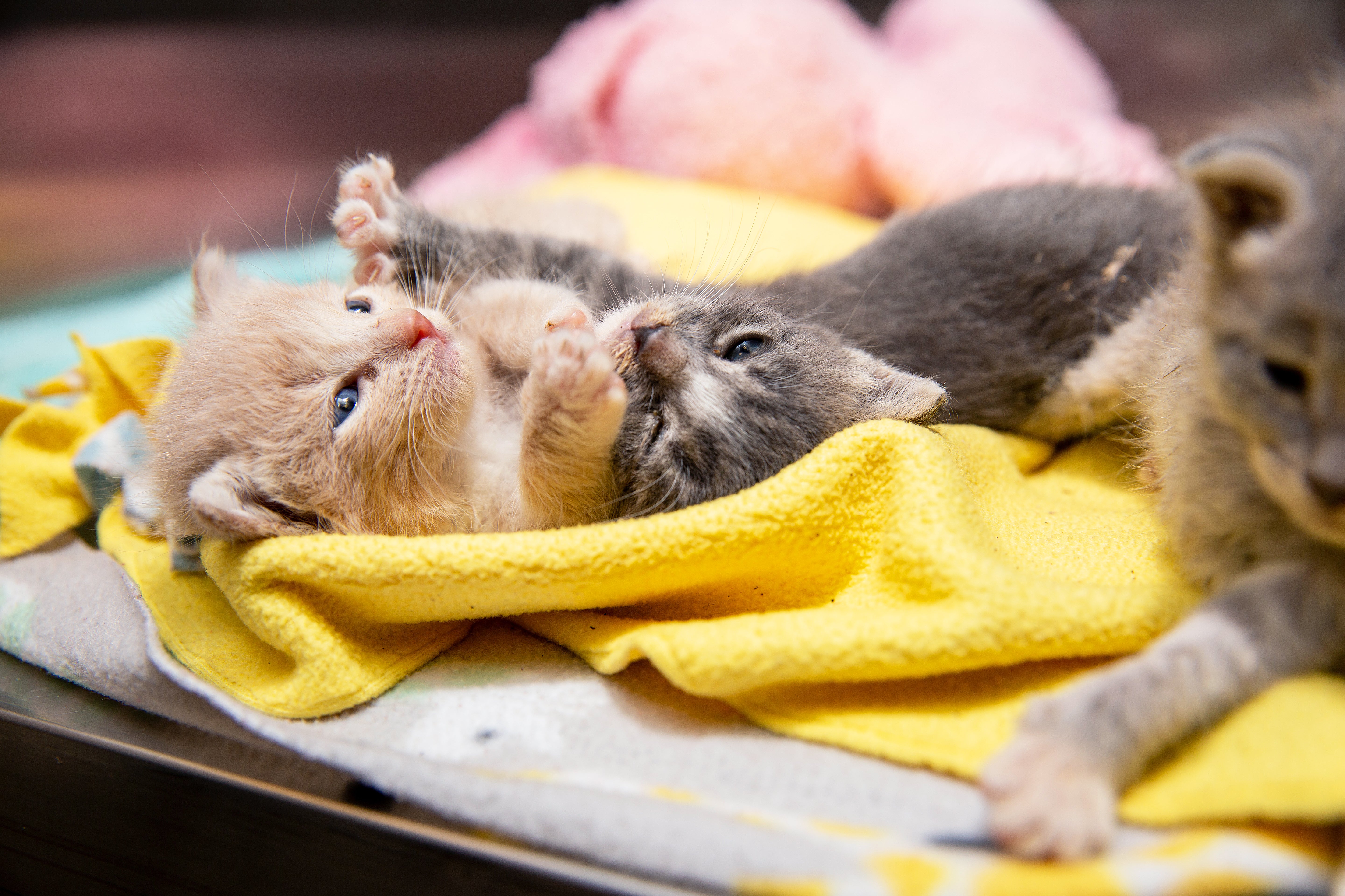 Tiny kittens on a fuzzy blanket