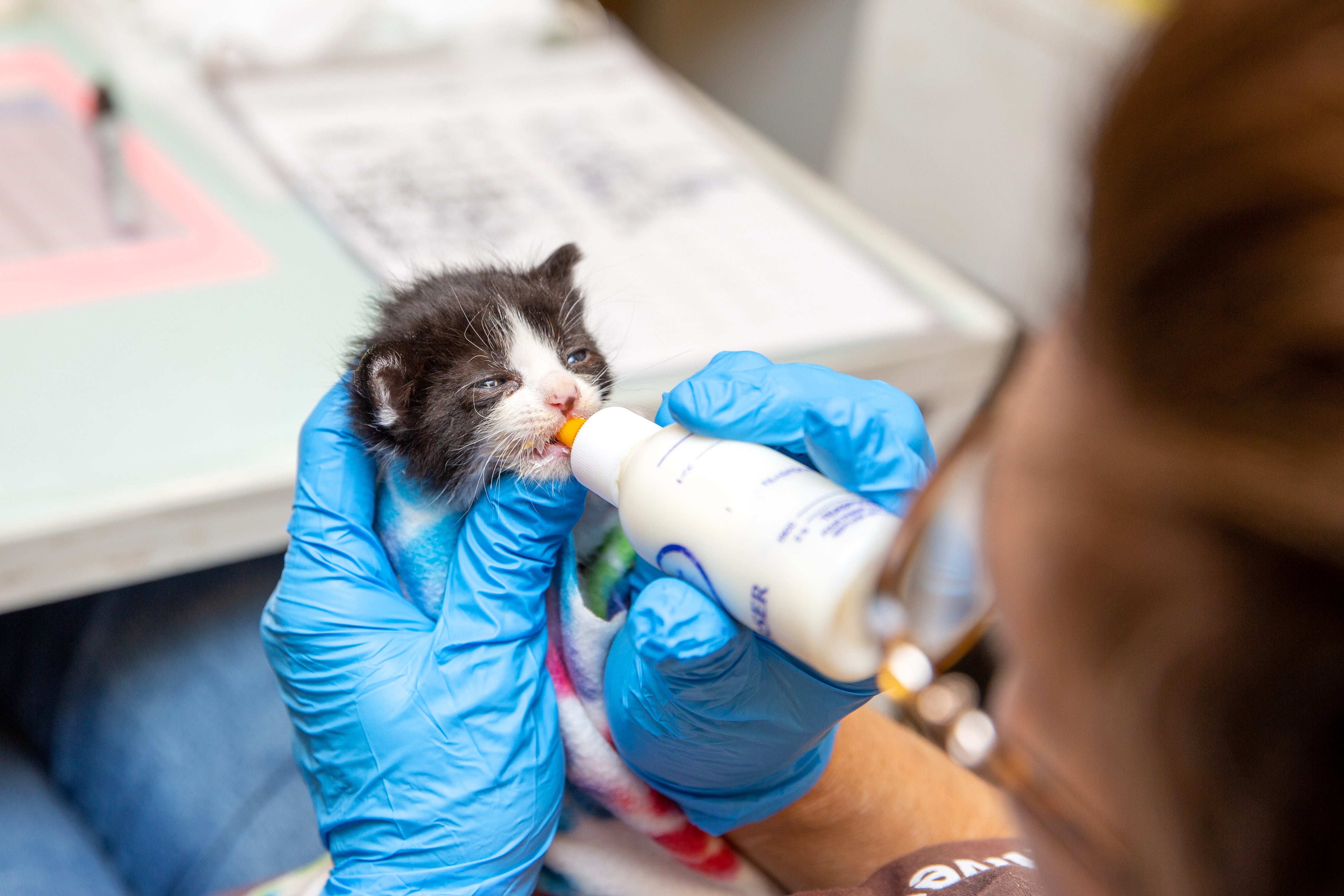 Person holding a tiny kitten while they bottle feed them