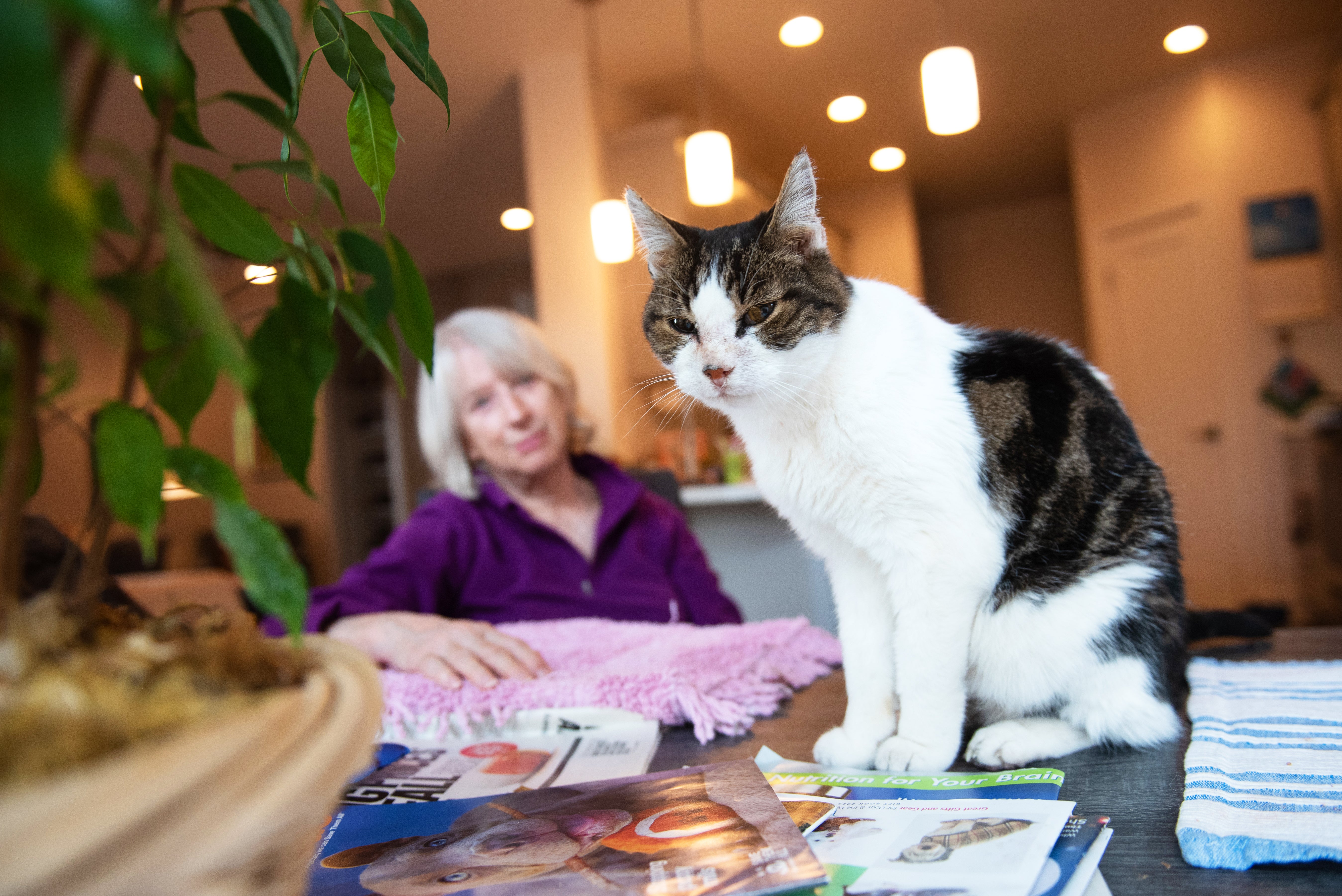 Cat relaxing on tabletop with person sitting next to them watching on