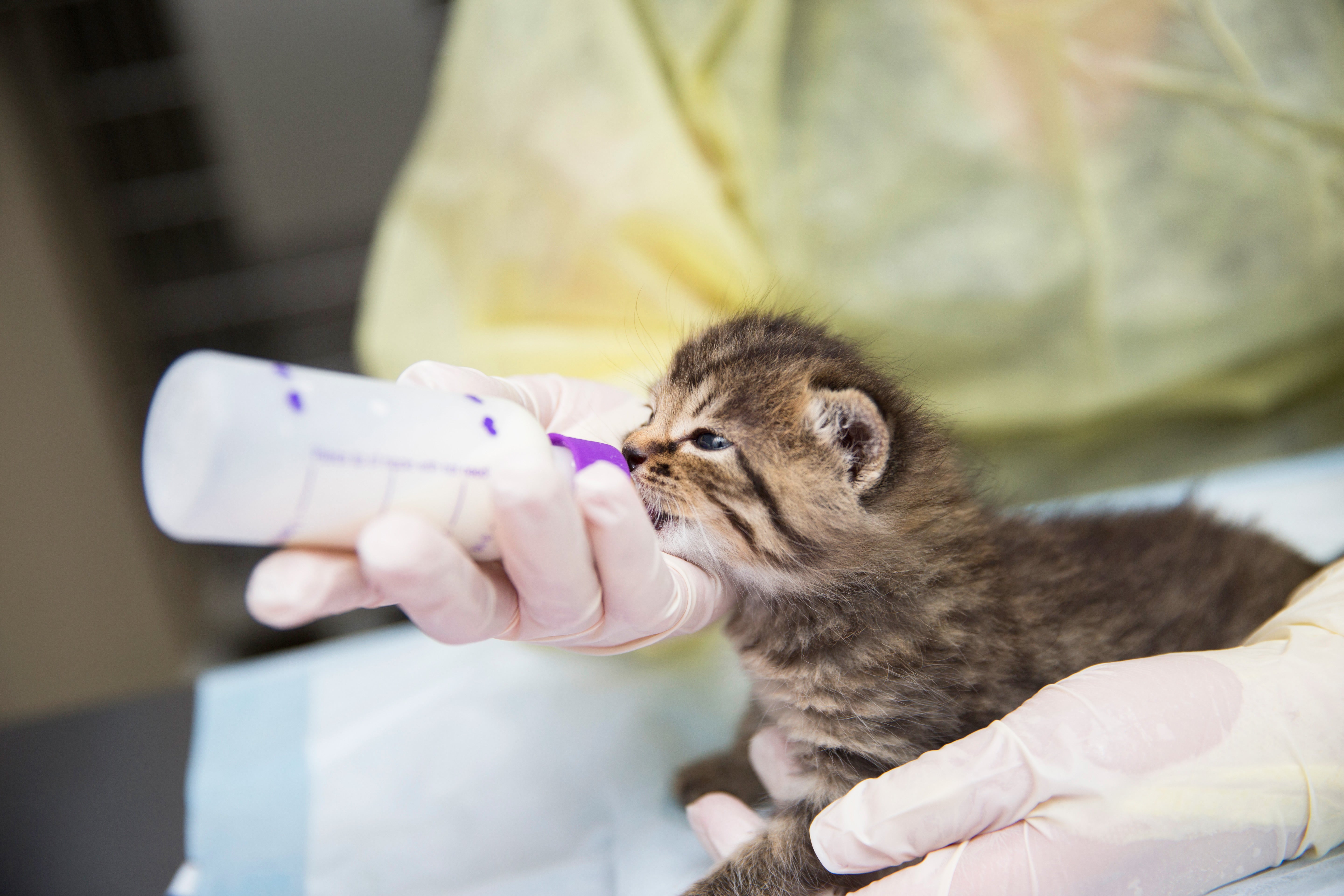 Person with gloved hands bottle-feeding a neonatal kitten