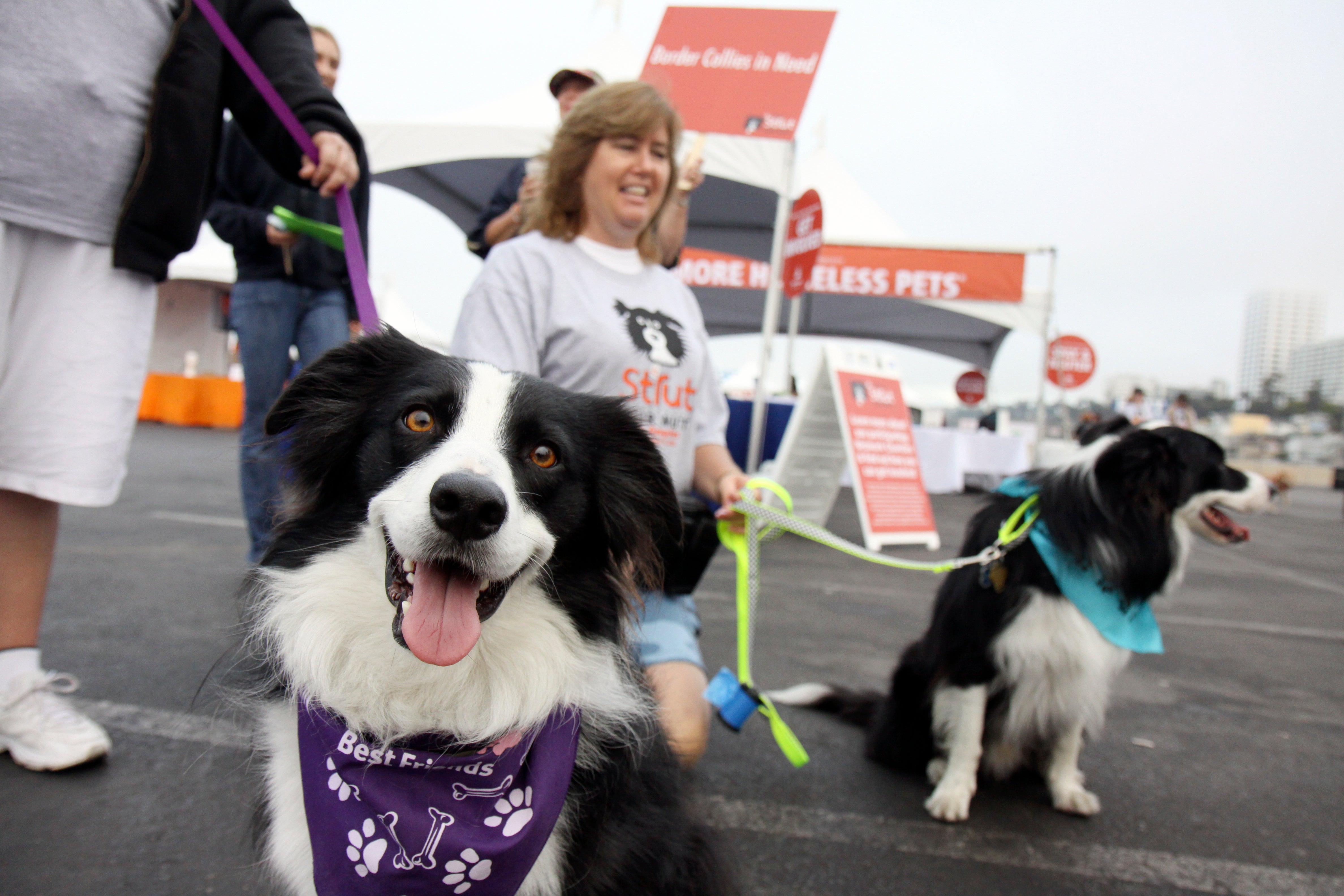 During the 2010 Strut Your Mutt in Los Angeles, people and their pooches gathered to save lives and raised over $134,000 for homeless pets in Los Angeles and across the country.