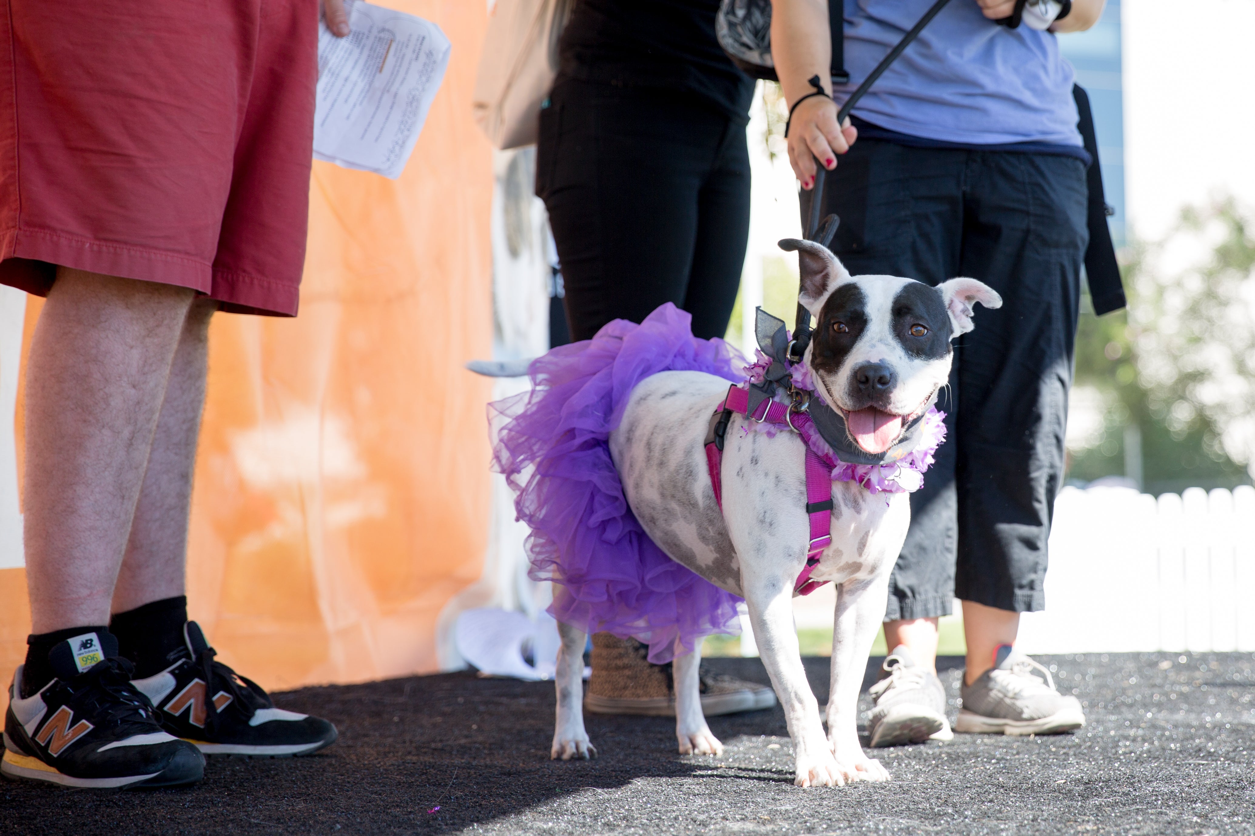 During Strut Your Mutt, participants and their pooches dress up in fun costumes and step out to raise lifesaving funds for homeless pets in their communities.