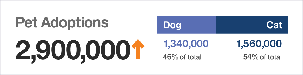 Pet Adoptions statistics