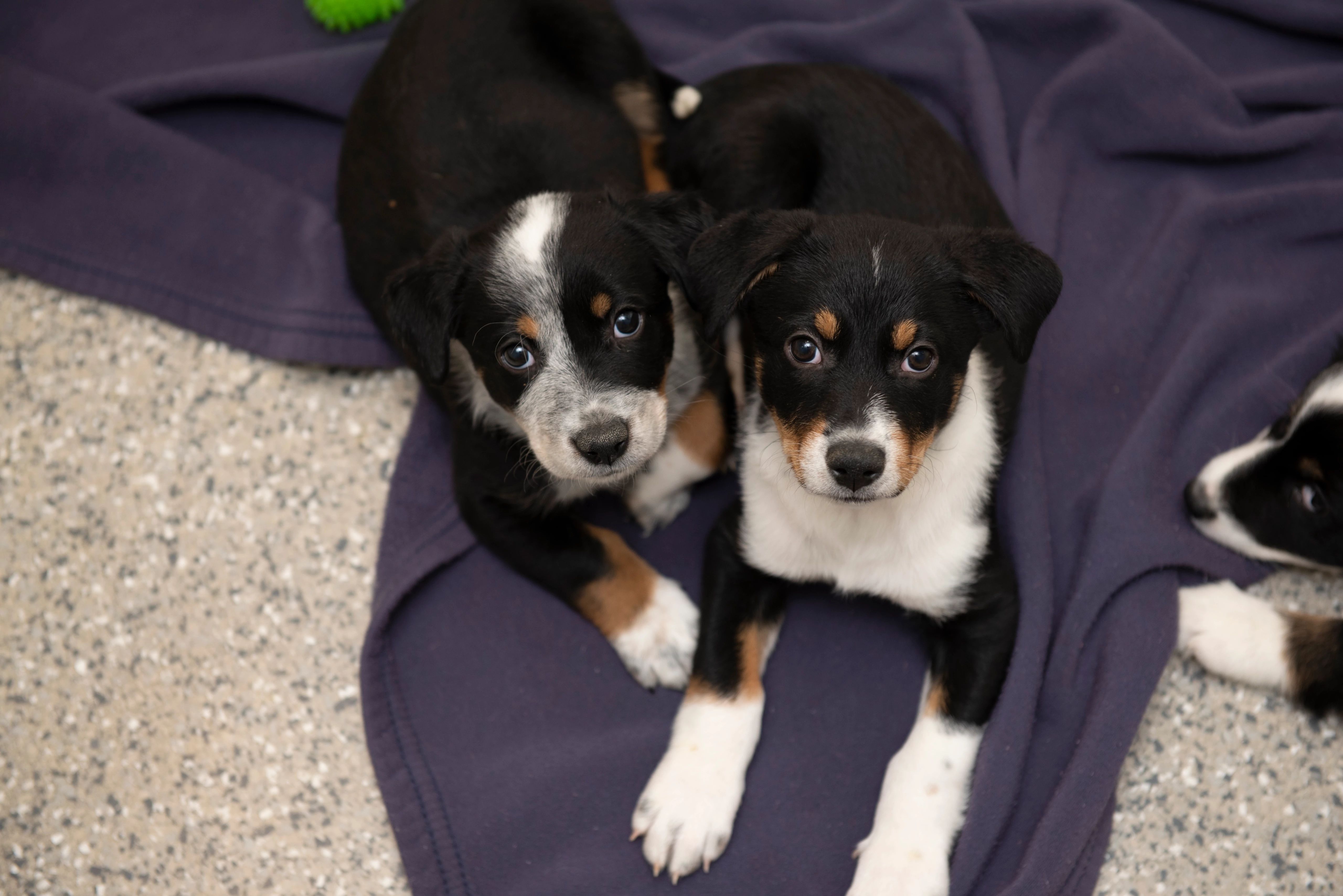 Don't let puppy mills prevent progress for pets & people! Best