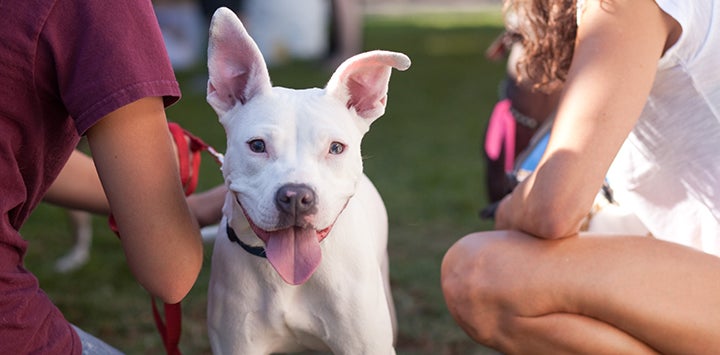 The Champions Film  Best Friends Animal Society