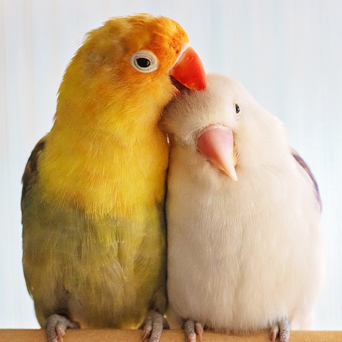 Animal Sanctuary | Best Friends Animal Society