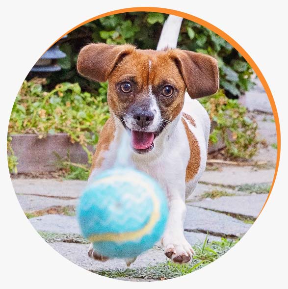 Oops! The page you’re looking for is out chasing the wrong ball