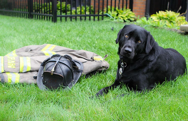 Smokey the firehouse dog lying in the grass next to some fireman's protective gear