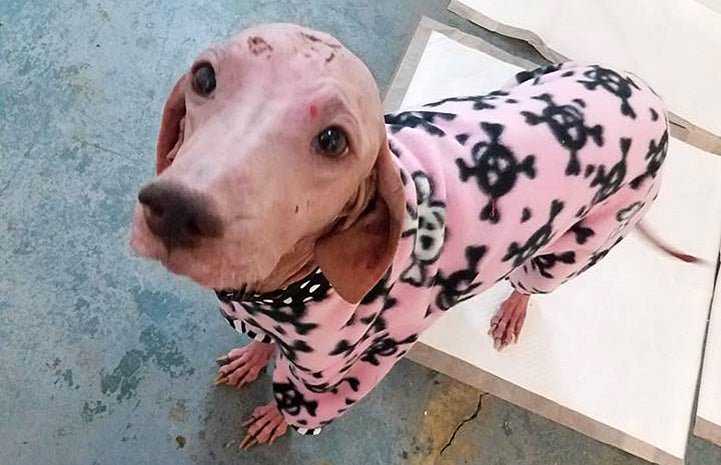 Kelly the dog with a severe skin infection, wearing some pajamas to protect her skin