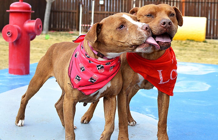 Crimson and Clover, two bonded dogs rescued in El Paso