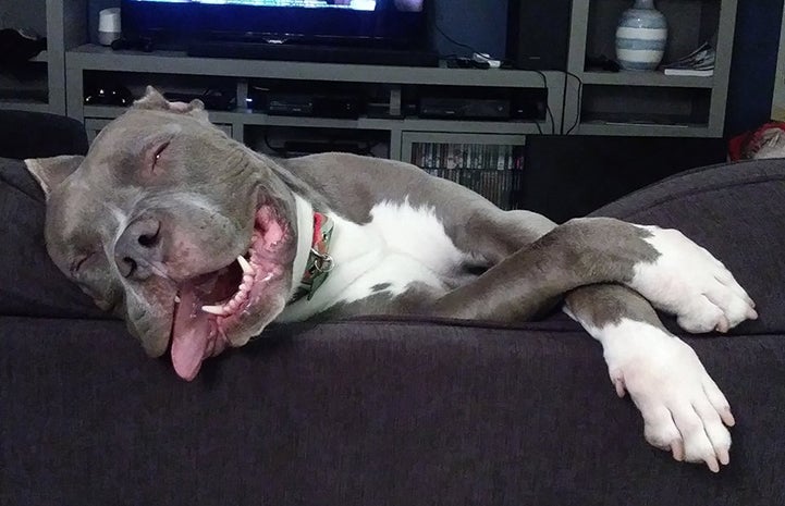 Ziggy, a gray and white dog sleeping on a couch with his paws crossed and tongue hanging out of his mouth