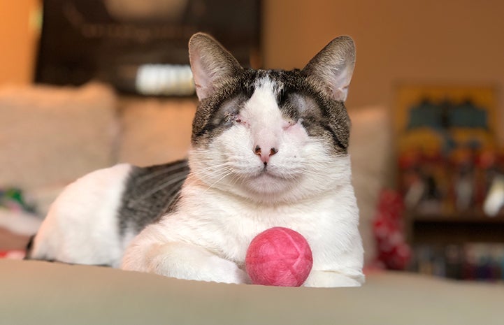 Melvin, a blind brown tabby with white cat, with a toy ball in front of him
