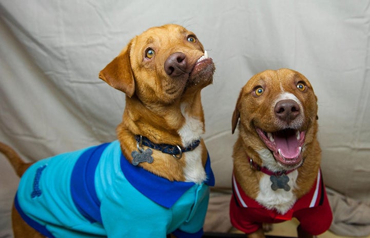Picasso and Pablo the dogs are brothers and one has a smile like no other