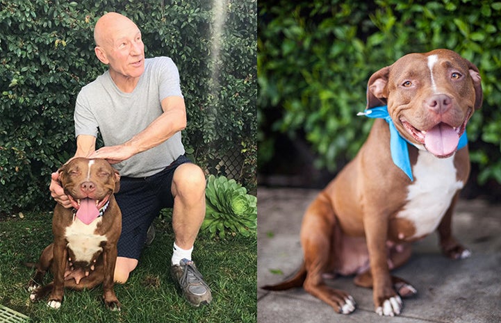 Patrick Stewart fosters a pit bull terrier named Ginger for Wags and Walks