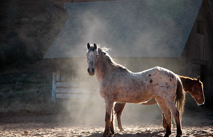 Dee the horse in a dust cloud