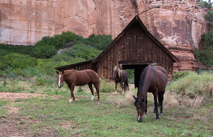 Horses standing in front of the barn from the One Little Indian film