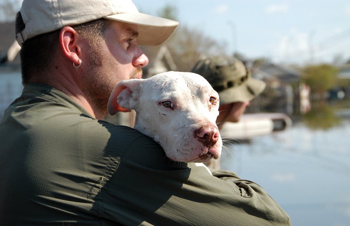 Man holding a white pit-bull-type dog who was rescued after Hurricane Katrina