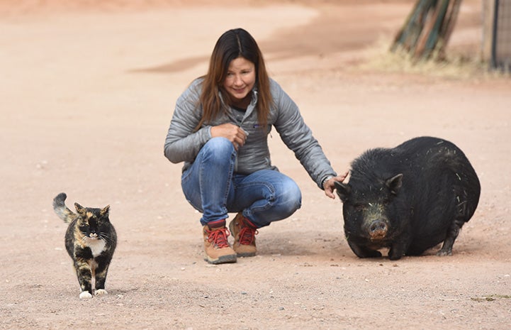 Meow the community cat by a woman petting a pig