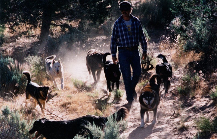 Tyson walking a pack of dogs