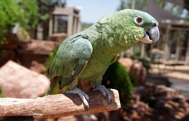 Paco the Amazon parrot