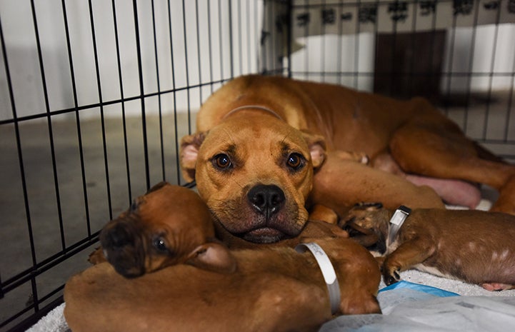 Wonderful mama dog Sweet Abilene is doing a great job caring for her babies
