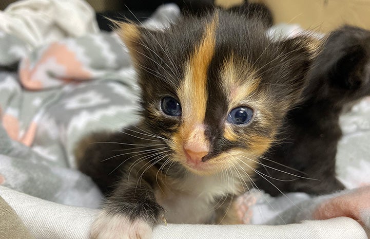 Neonatal calico kitten with blue eyes