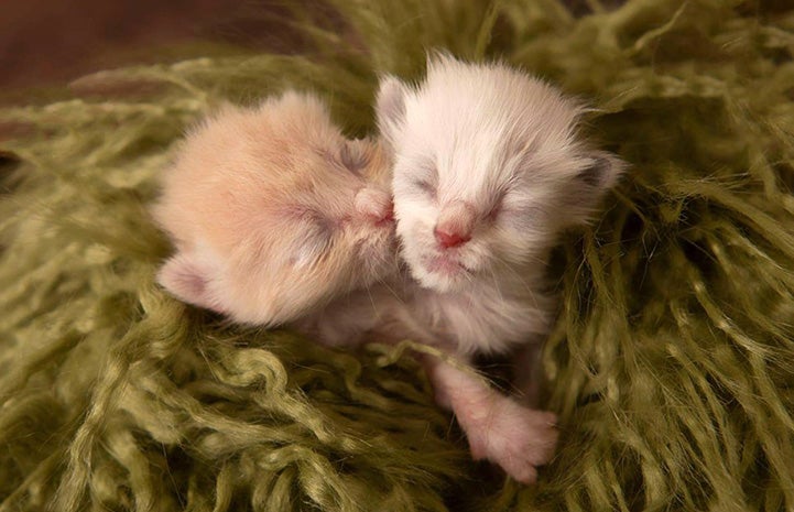 Two neonatal kittens, one cream and one white, with eyes closed and snuggled together in a fluffy green bed