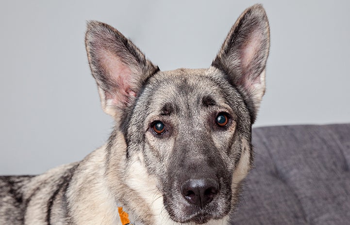 Senior German shepherd dog Sienna overcame her fears and landed the perfect family